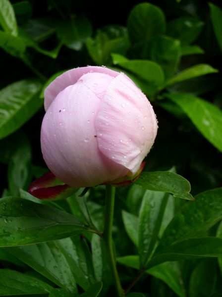 Pivoine  